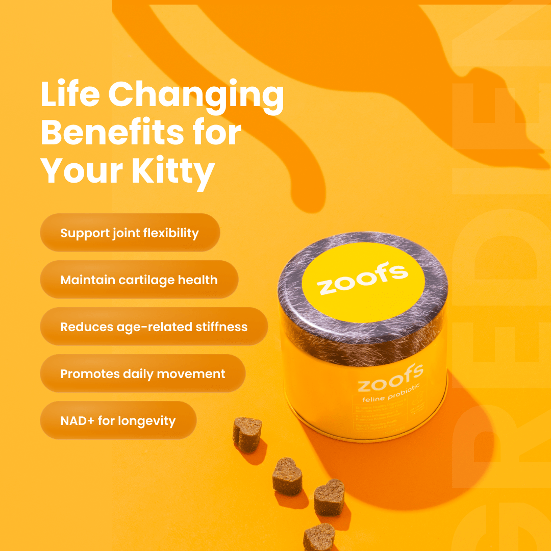 Probiotics for Cats - Gut & Digestive Health