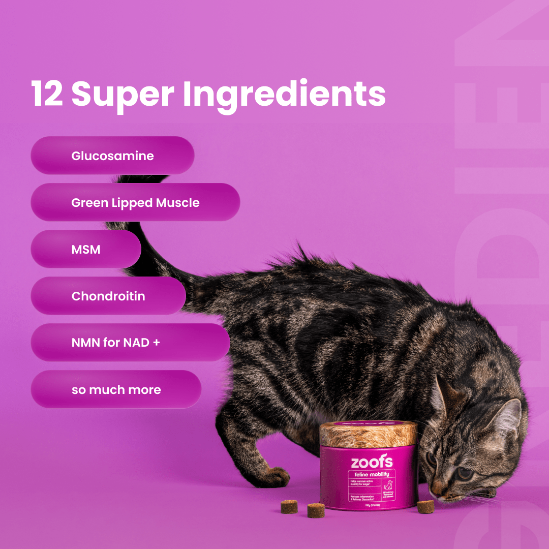 Mobility for Cats - Hip & Joint Health