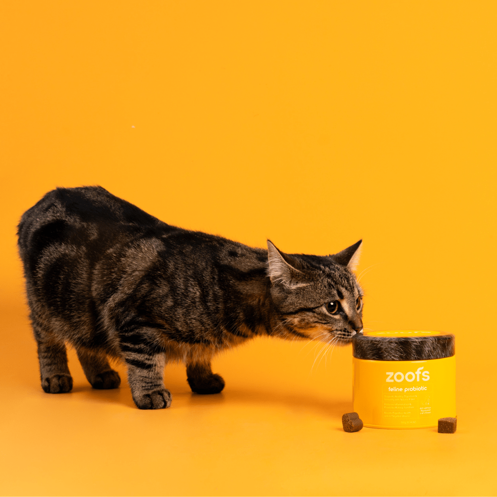 Probiotics for Cats - Gut & Digestive Health
