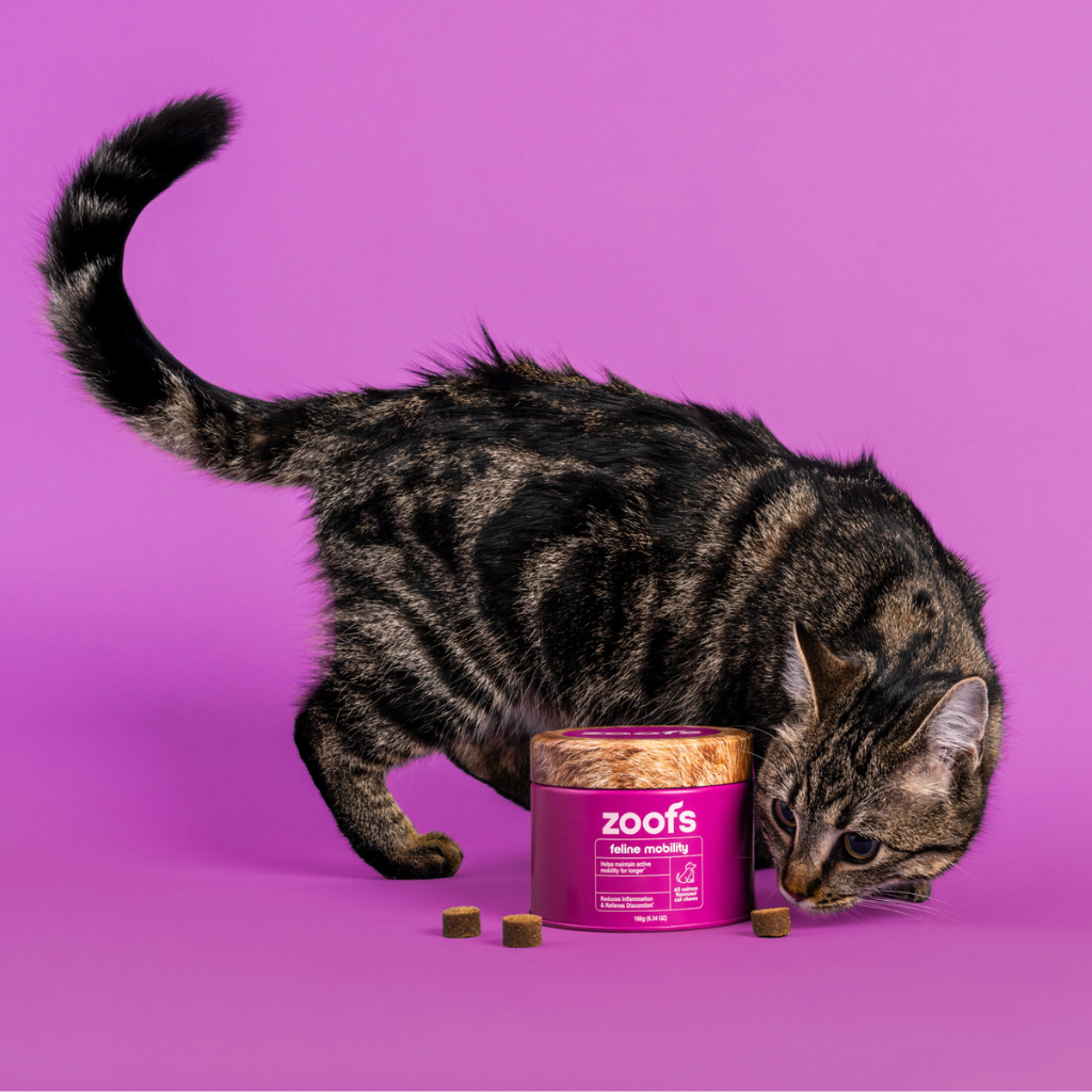 Active Bundle for Cats - Mobility, Longevity, Gut & Digestive Health