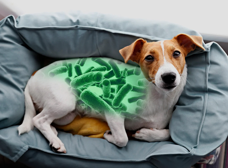 Active Bundle for Dogs - Mobility, Longevity, Gut & Digestive Health