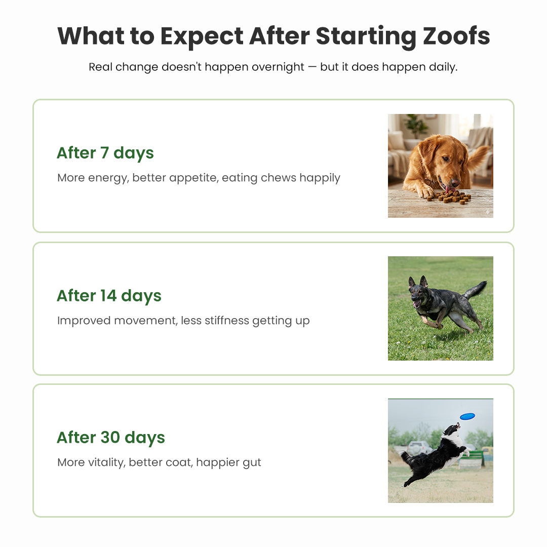 Active Bundle for Dogs